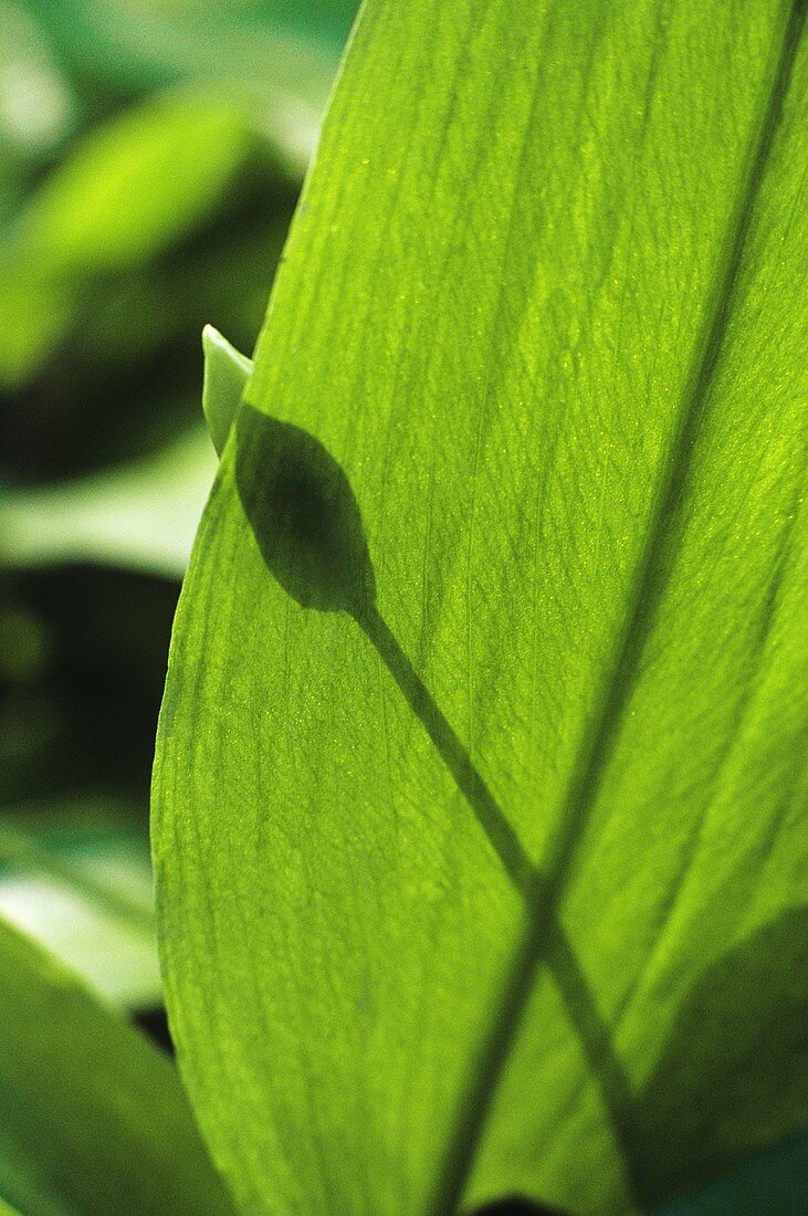 Ramsons (wild garlic) leaf (detail)