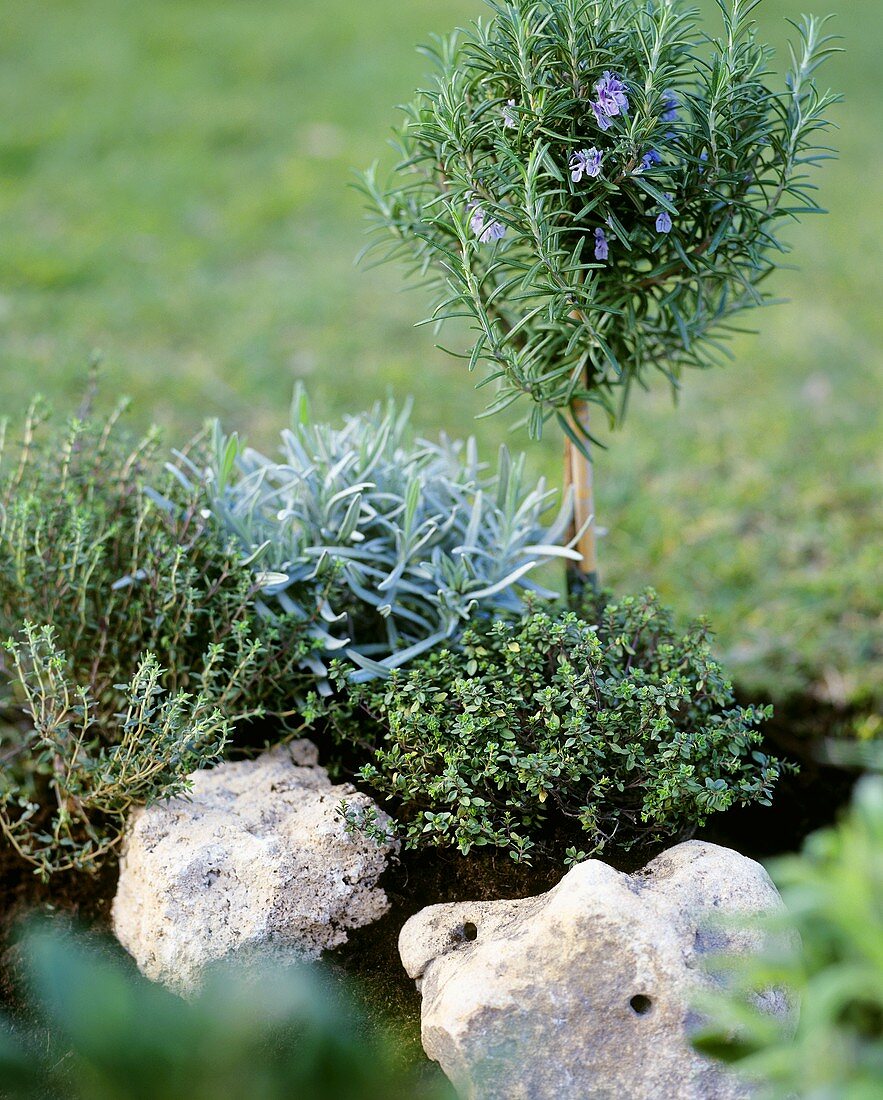 Mini-rock garden with lavender, rosemary and thyme