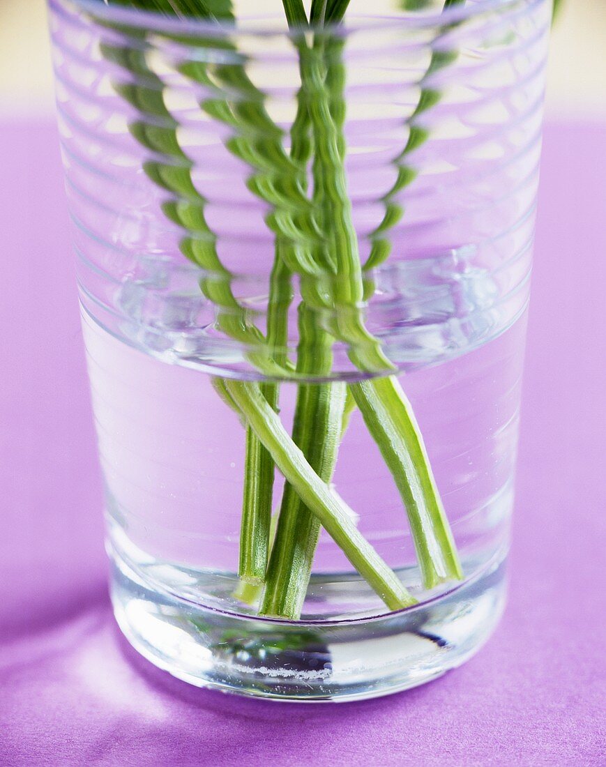 Sorrel stalks (Rumex acetosa) in glass of water