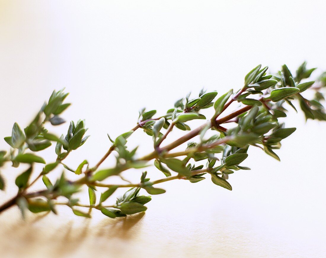 Fresh thyme (Thymus vulgaris)