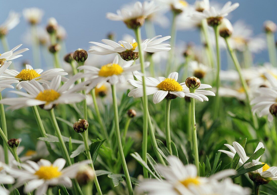 Margeriten auf der Wiese