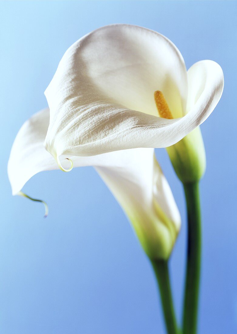 Two Calla lilies