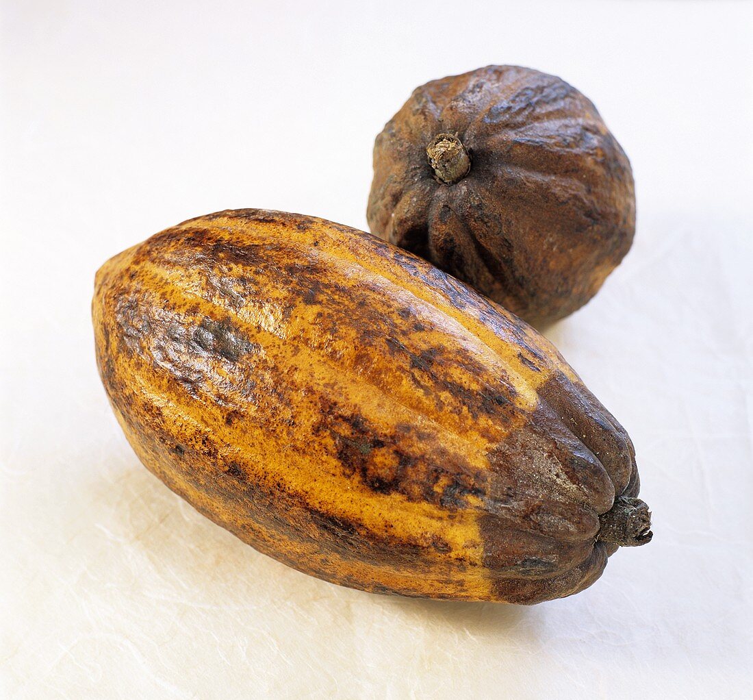 Zwei Kakaofrüchte auf weißem Untergrund