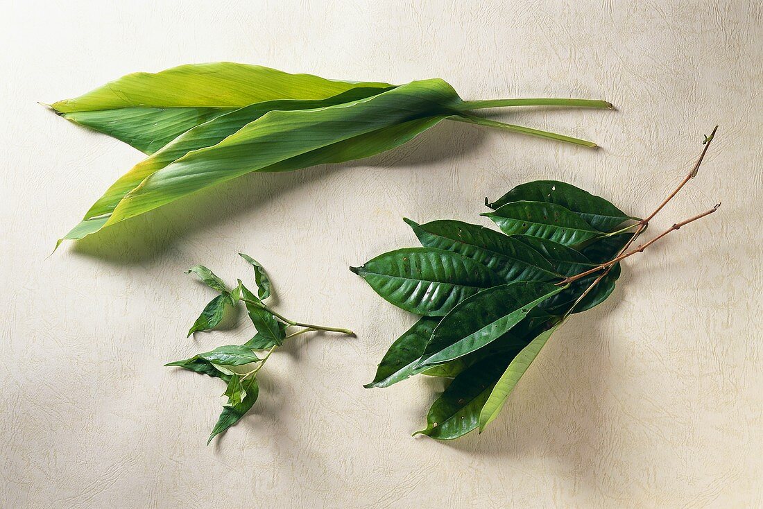 Curry leaves, turmeric leaves and salam leaves