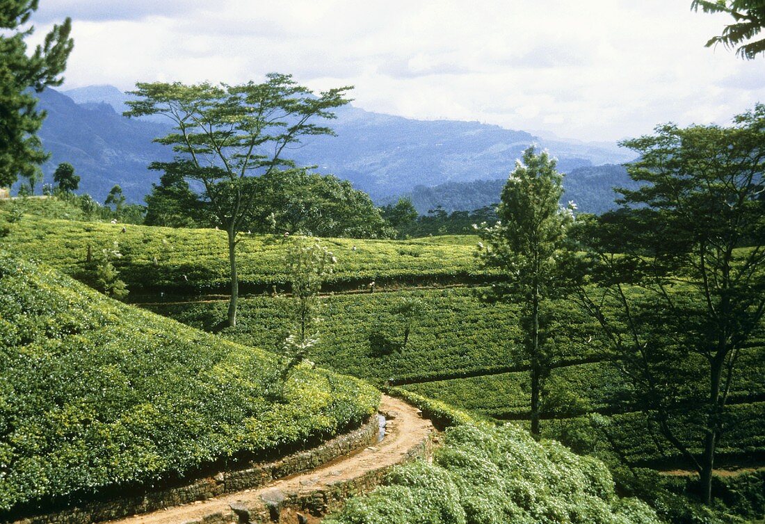 Tea plantation in Sri Lanka