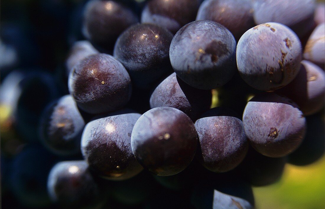 Black grapes (close-up)