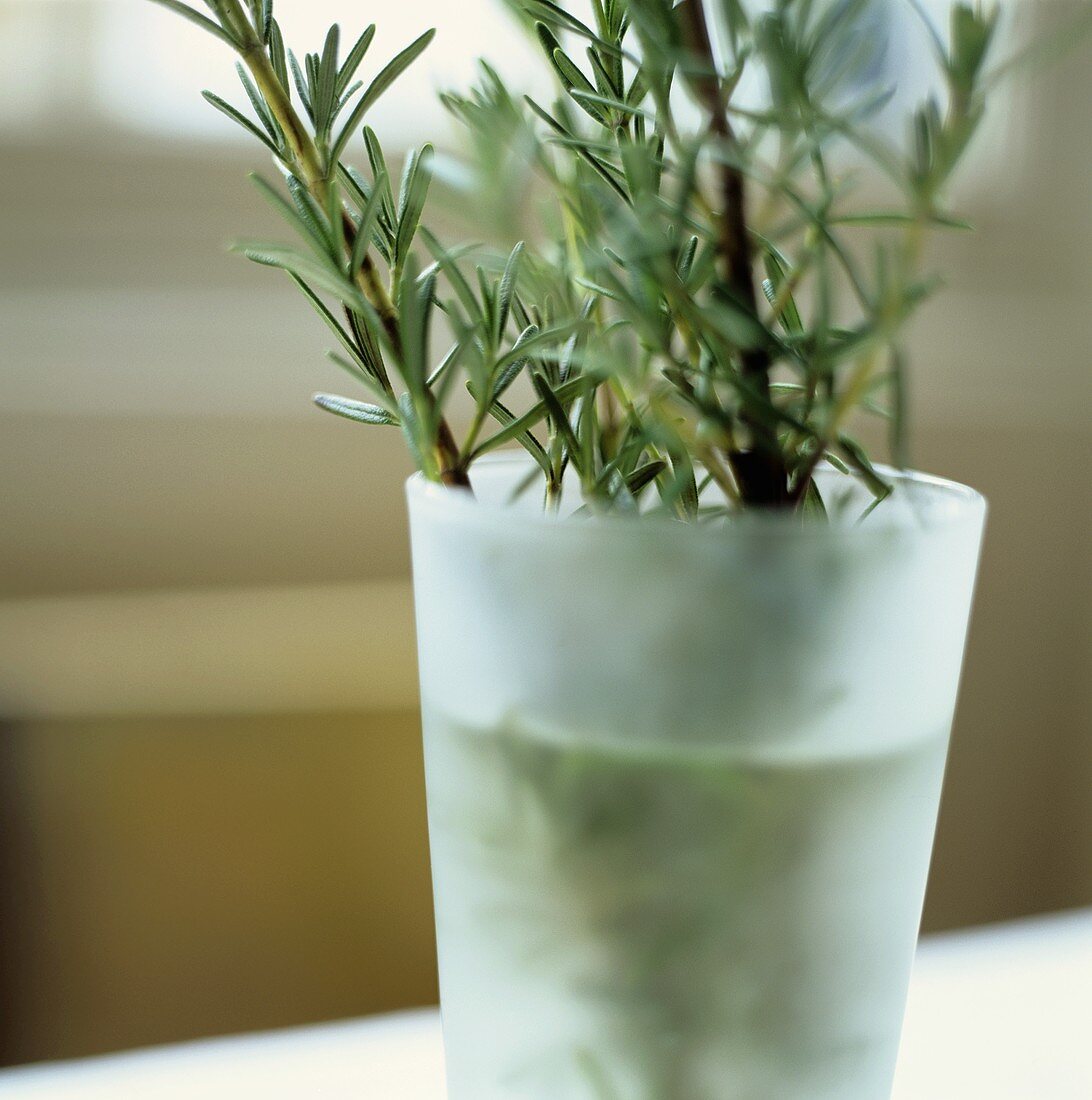 Sprigs of rosemary in a vase