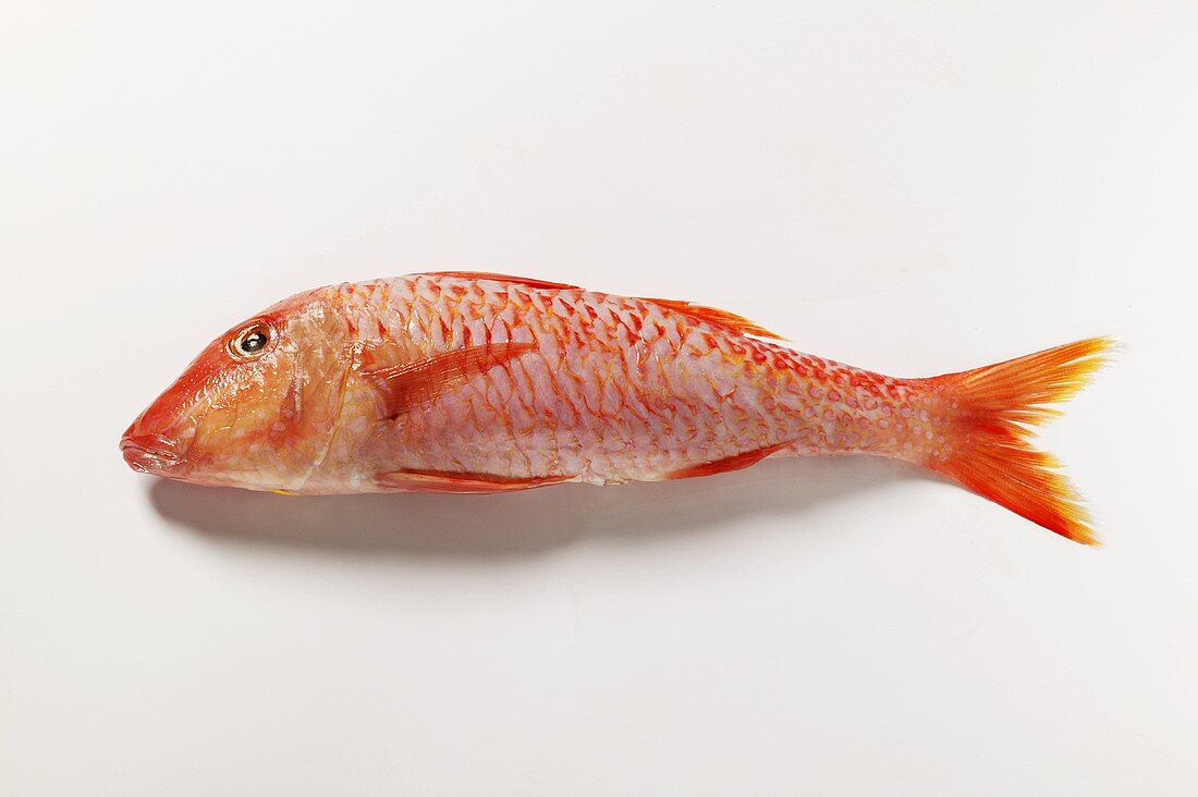 Fresh red mullet