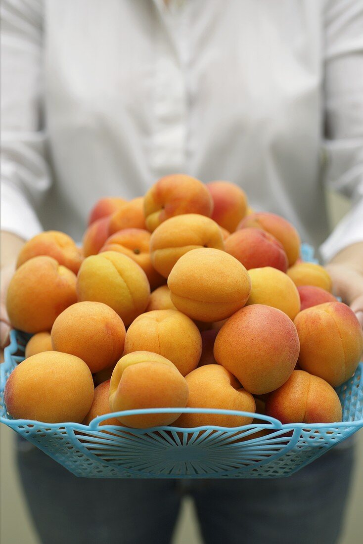 Woman holding basket of apricots