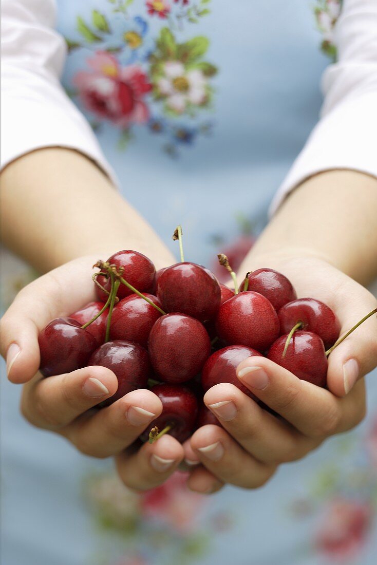 Hands holding fresh cherries