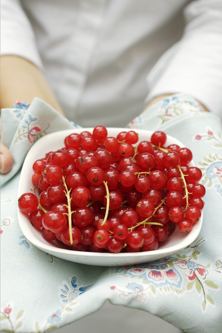 Hände halten Schale mit roten Johannisbeeren