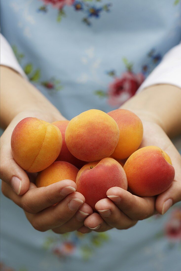 Hands holding fresh apricots