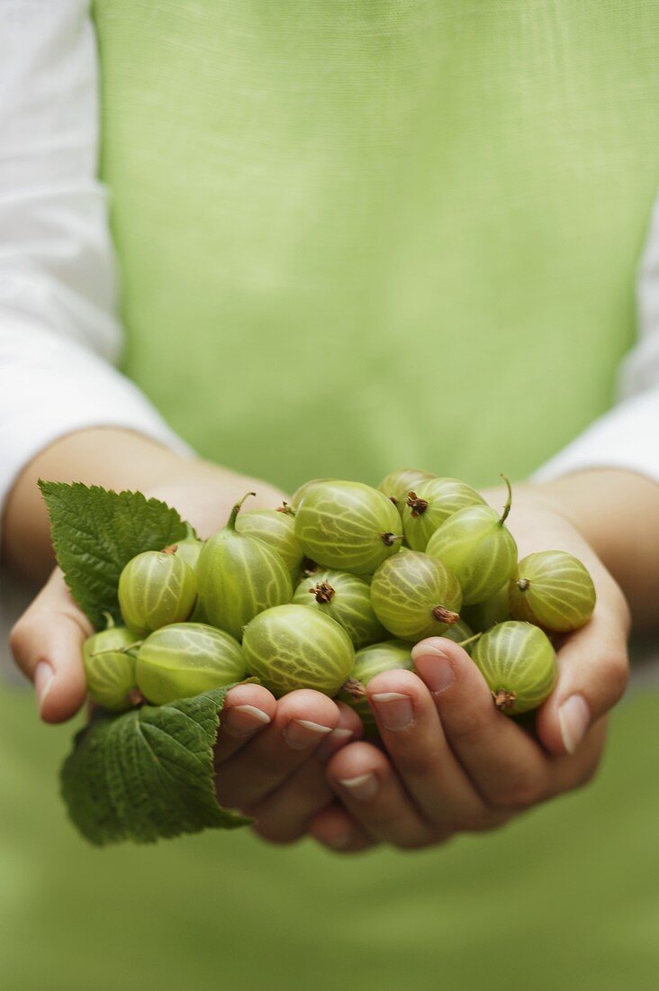 Hands holding green gooseberries