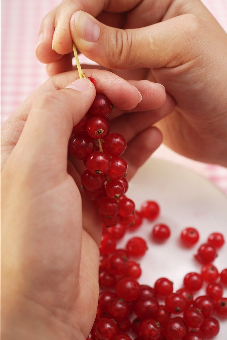 Stripping redcurrants from their stalks