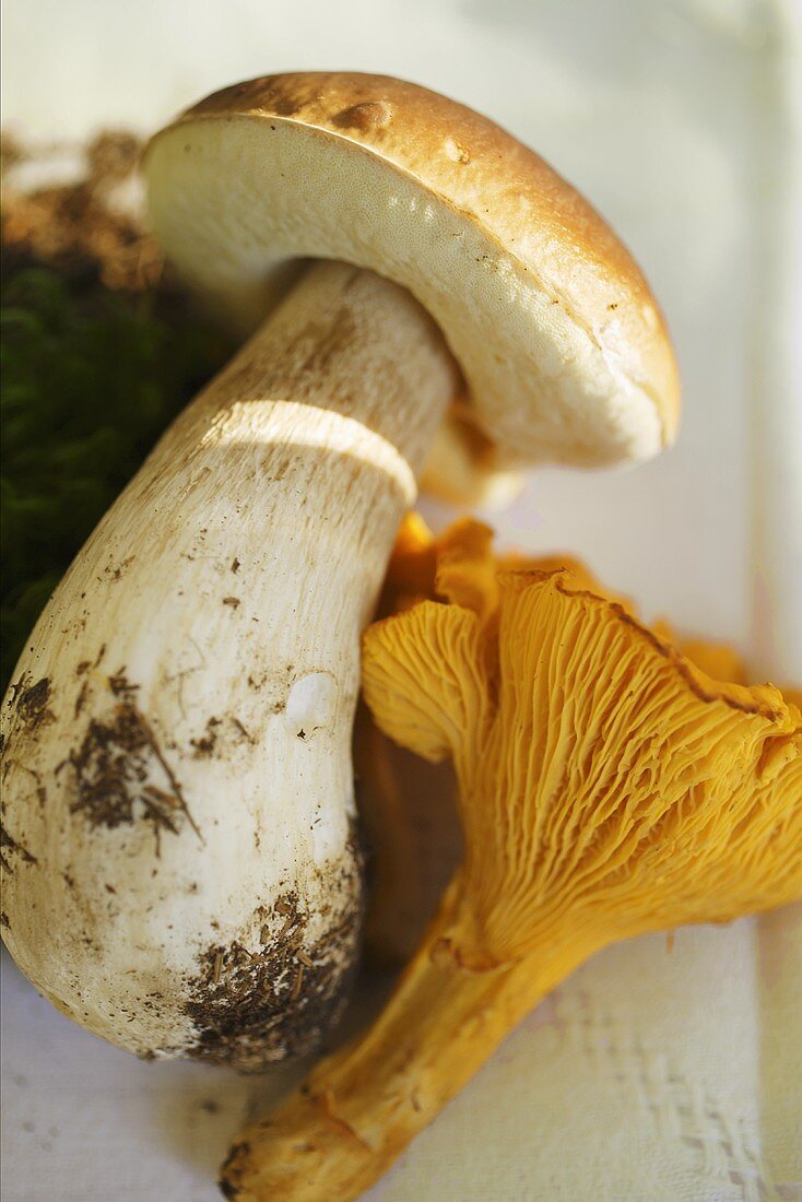 Cep and chanterelle