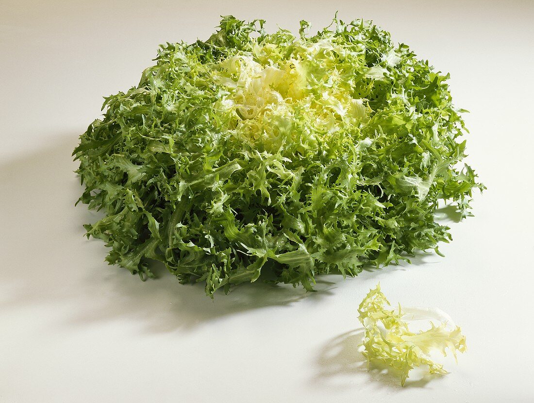 Frisée (Cichorium endivia var. crispum)