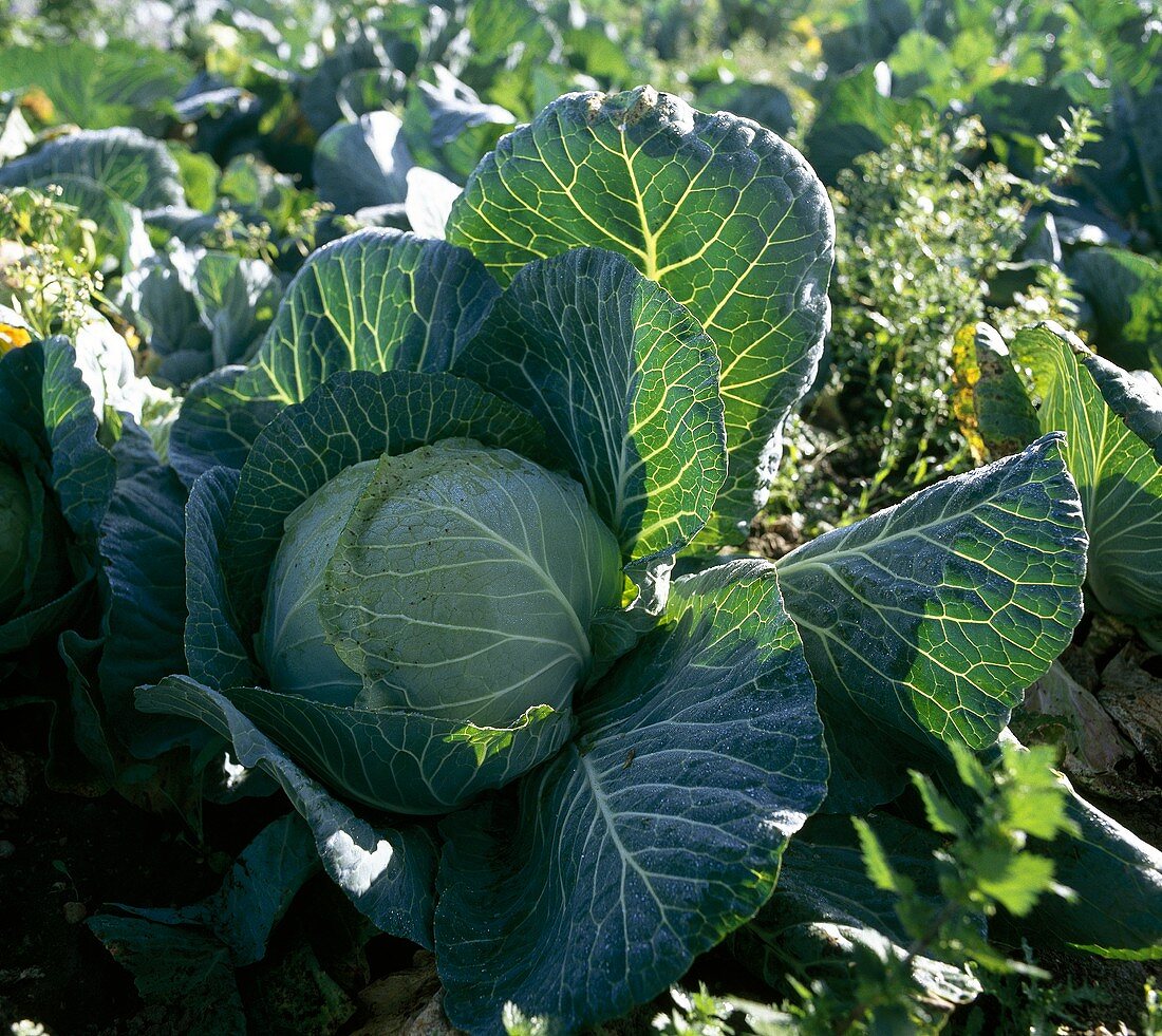 White cabbage in the field