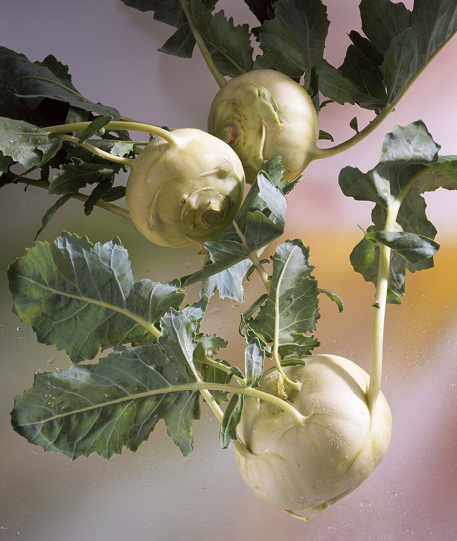 Three kohlrabi with leaves