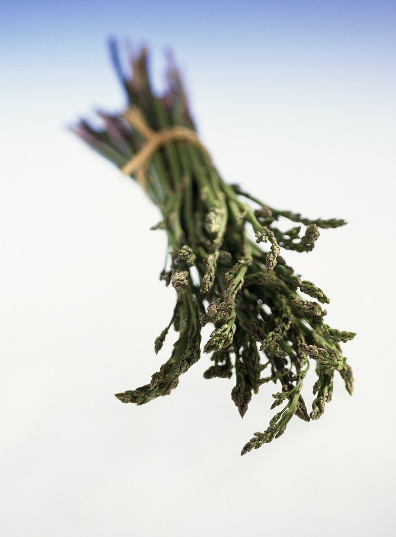 Wilder Spargel (Asparagus officinalis) aus Italien
