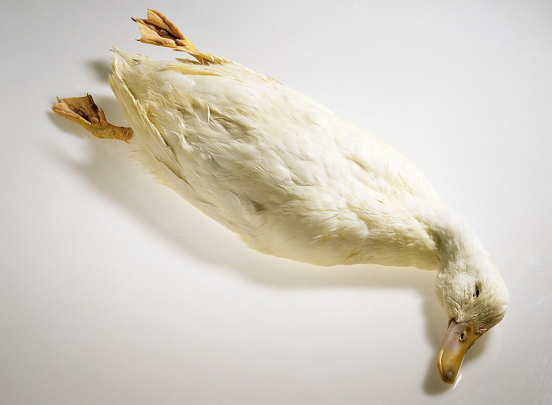 Duck, white, with feathers