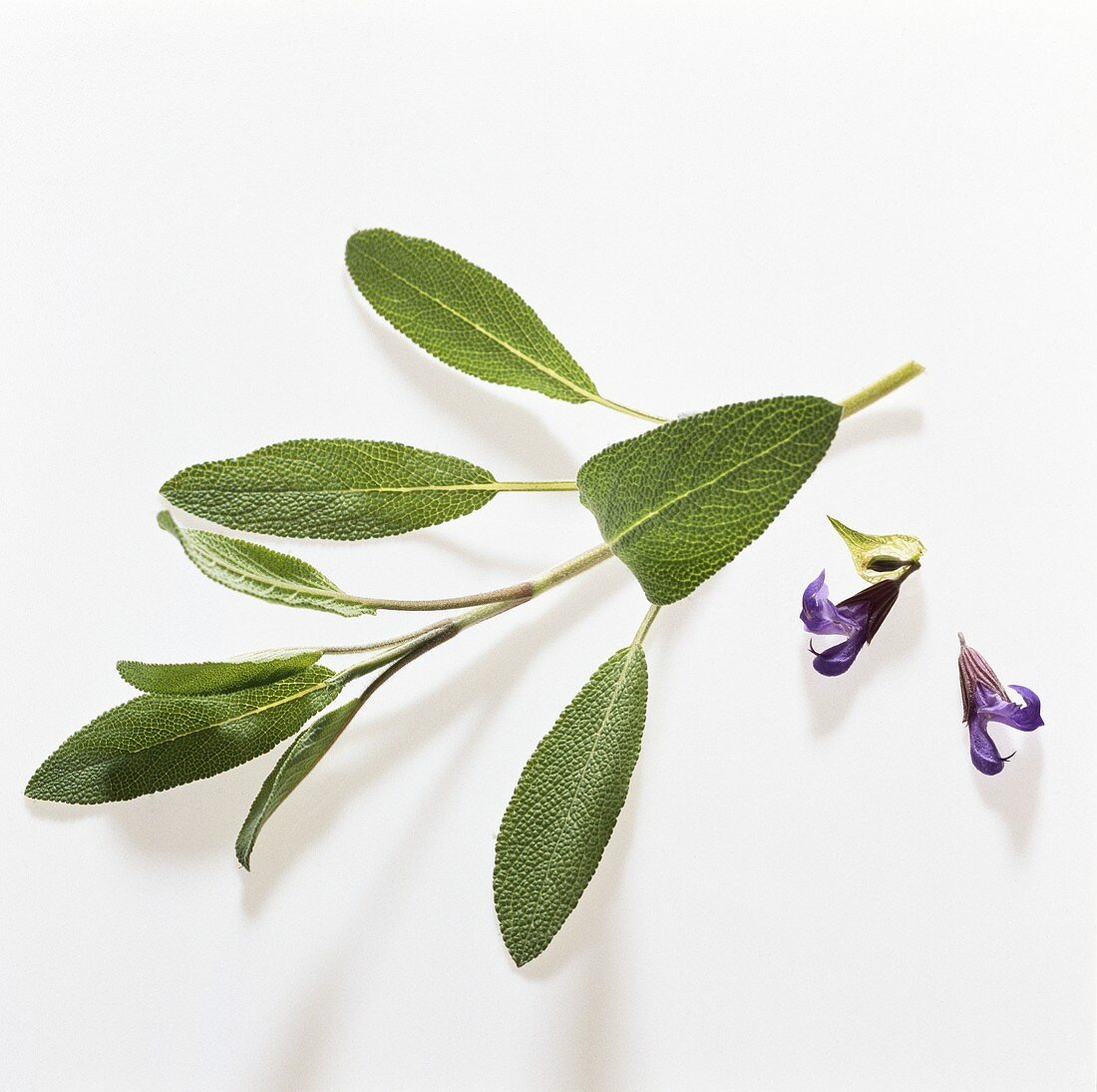 Salbei (Salvia officinalis) mit Blüten