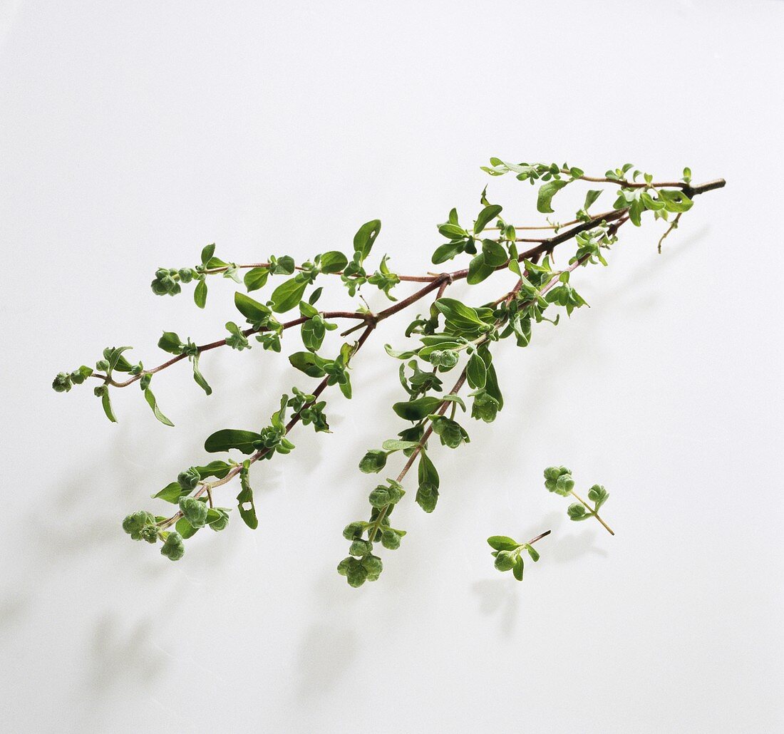 Marjoram (Origanum majorana, syn. Majorana hortensis)