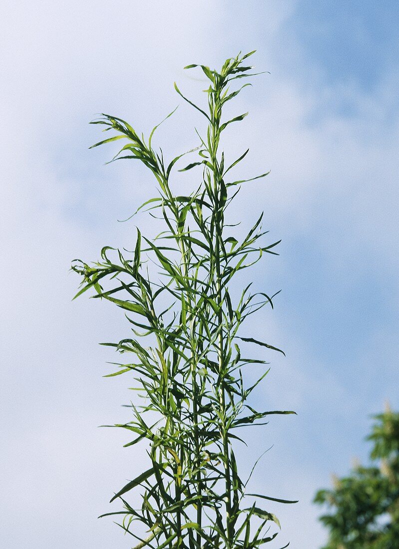 French tarragon (Artemisia dracunculus)
