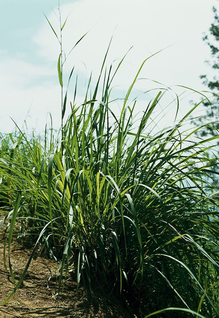 Lemon grass (Cymbopogon citratus) in the field