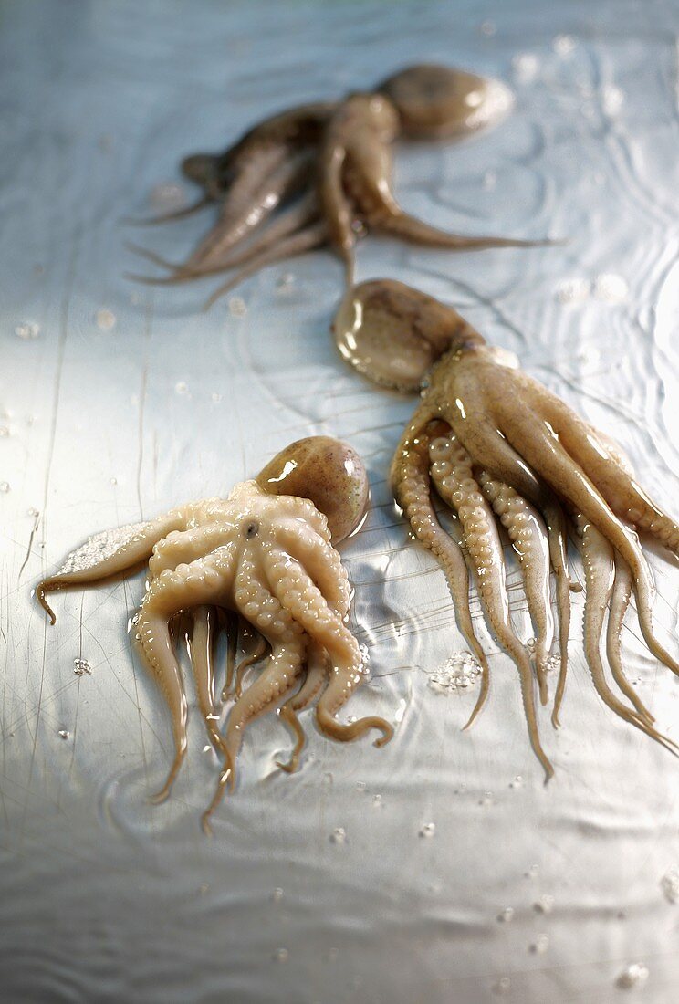 Fresh calamari in water