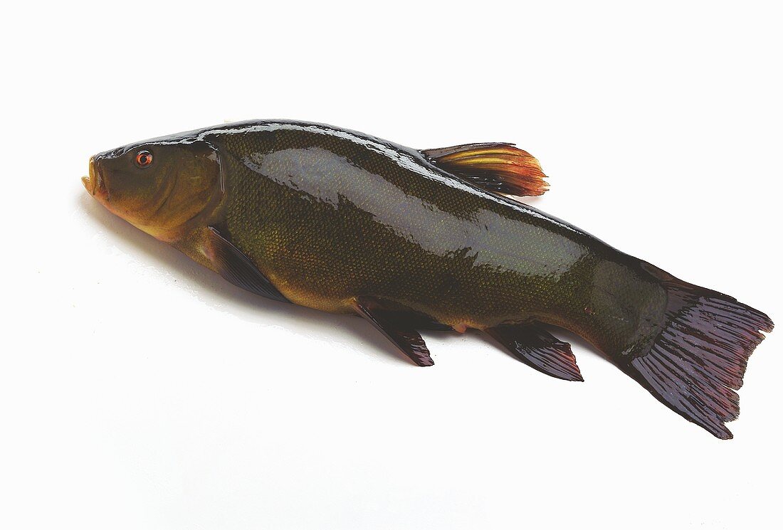 Whole tench