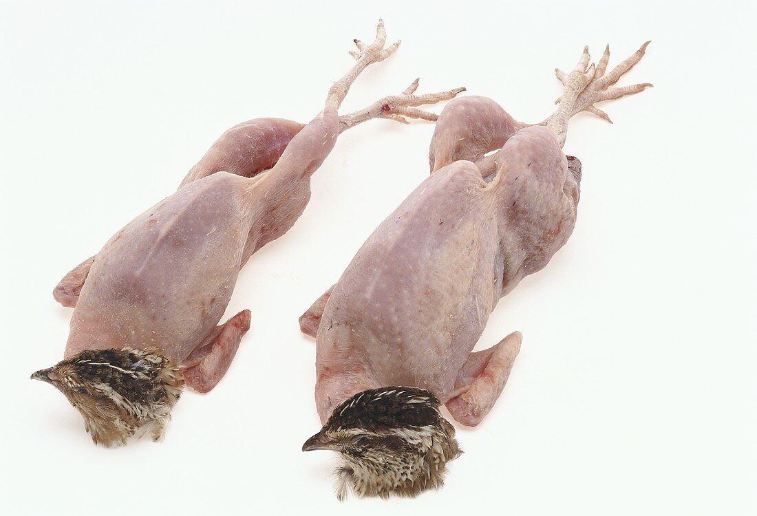 Plucked quails with heads