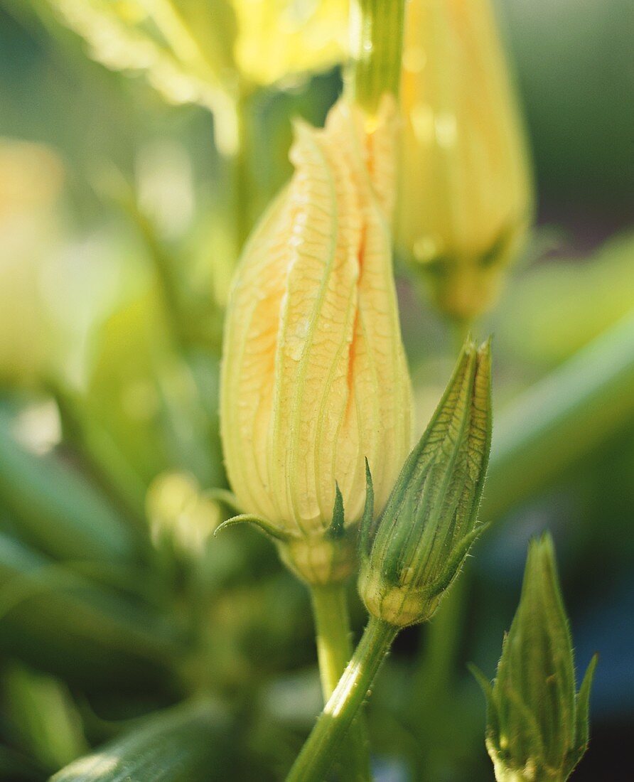 Zucchiniblüten an der Pflanze