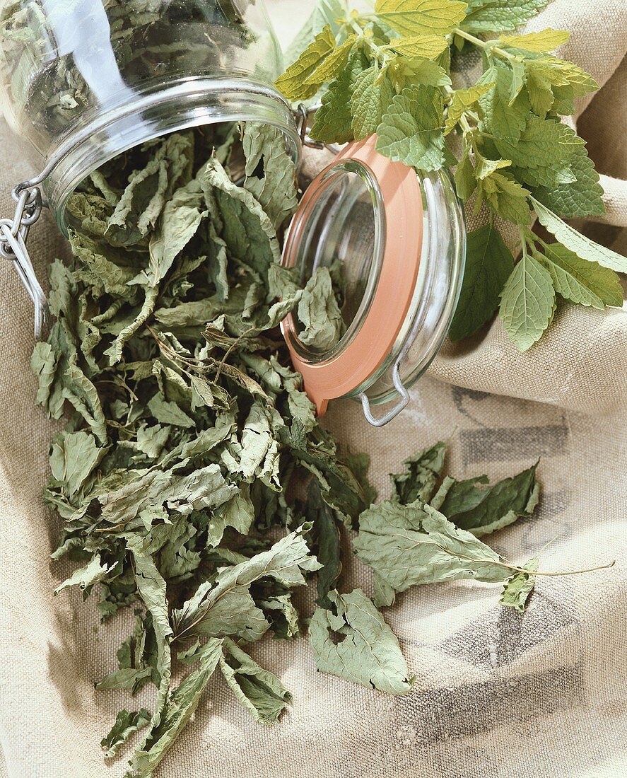 Lemon balm, fresh and dried