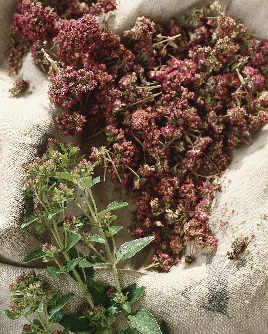 Oregano with dried flowers