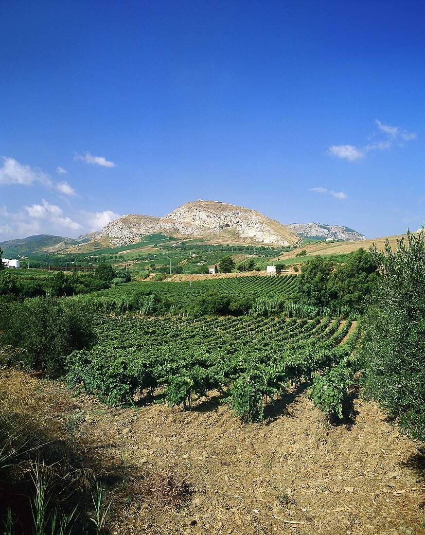 Vineyards near Segesta, Sicily, Italy