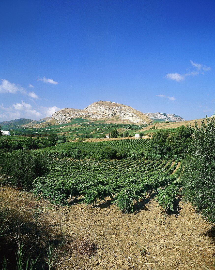 Weinberge bei Segesta, Sizilien, Italien