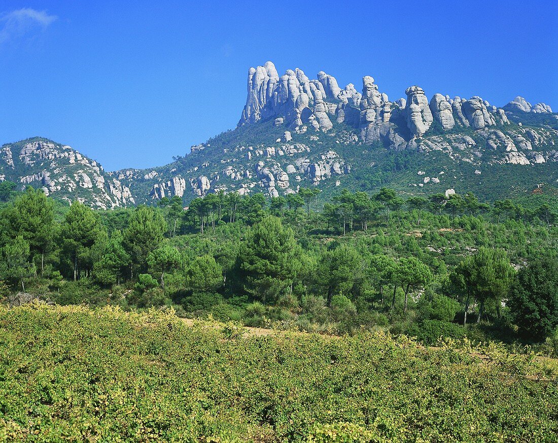 Weinberg bei El Bruch mit Montserrat Gebirge, Spanien