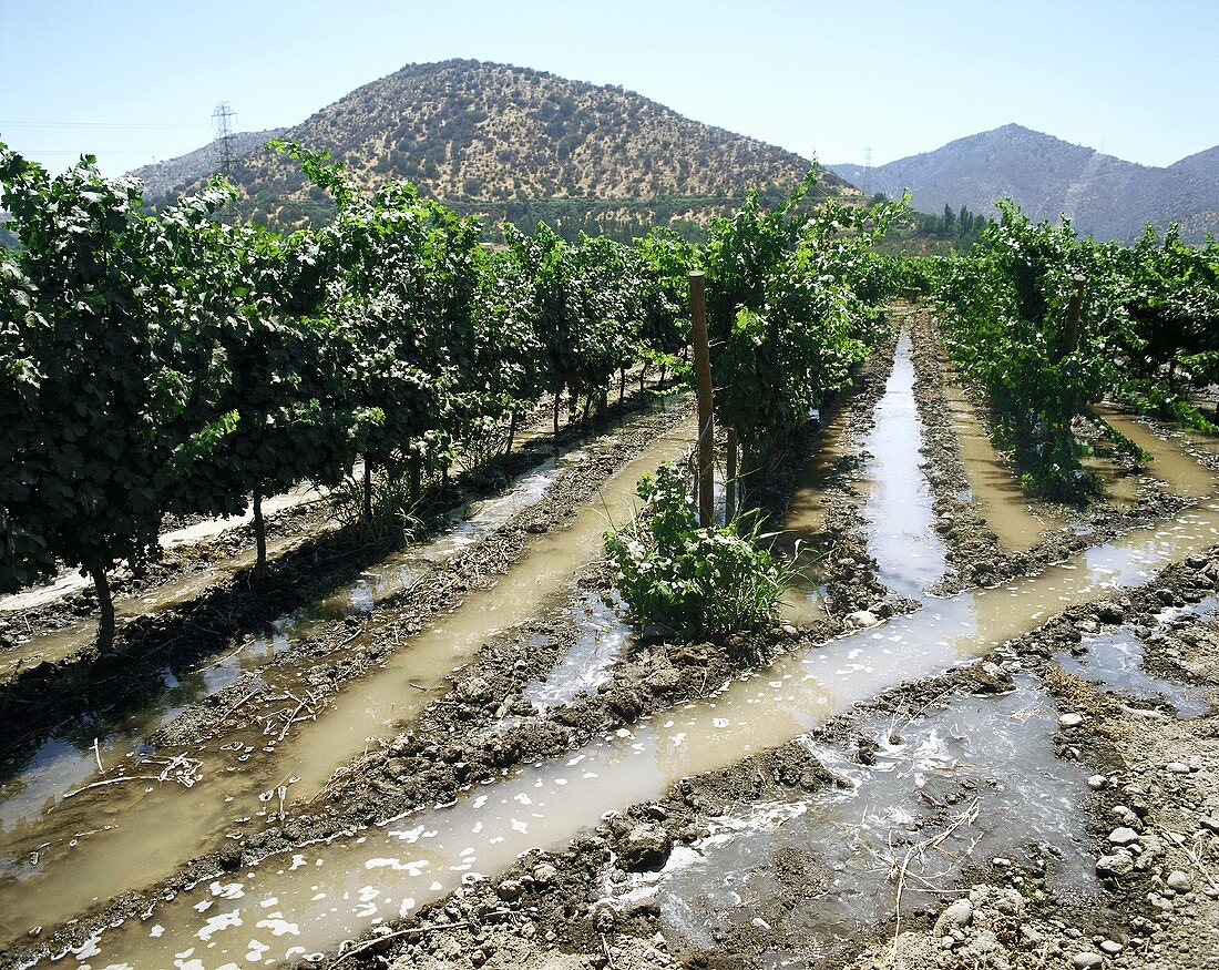 Bewässerungssystem in der Weinbauregion Mendoza, Argentinien