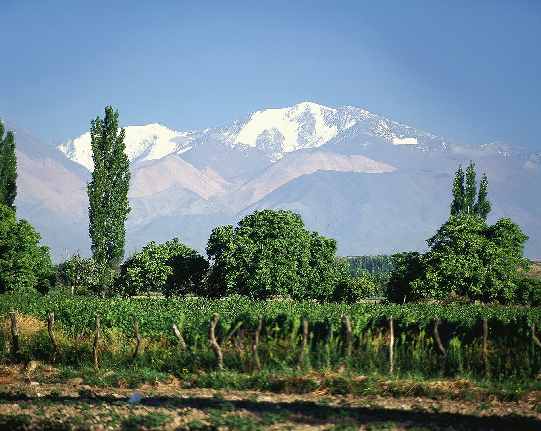 Weinberg in der Region Tupungato, Mendoza, Argentinien