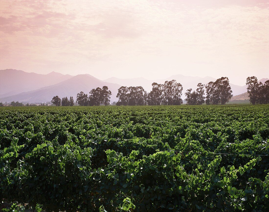 Vineyards in Casablanca Valley, Chile, S. America
