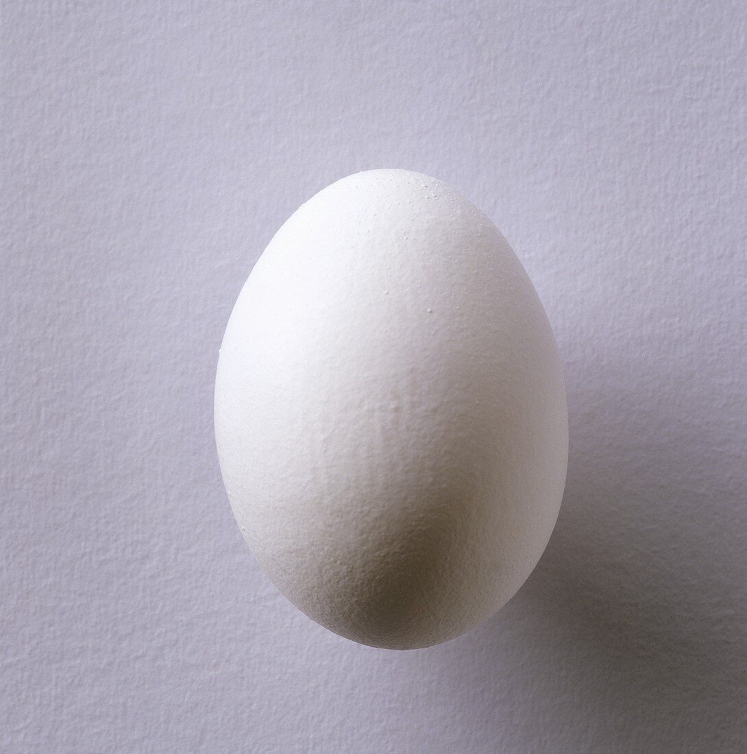 White hen’s egg