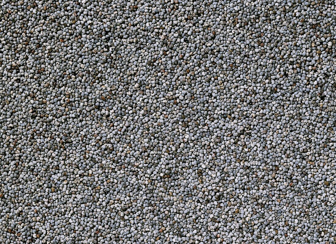Poppy seeds (filling the picture)