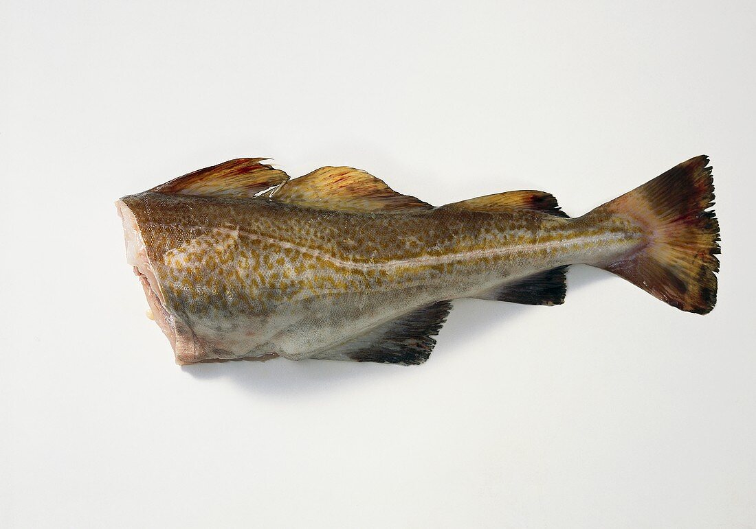 Fresh cod without head