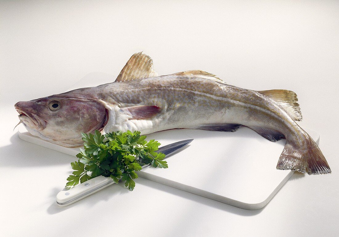 Whole cod on chopping board with parsley