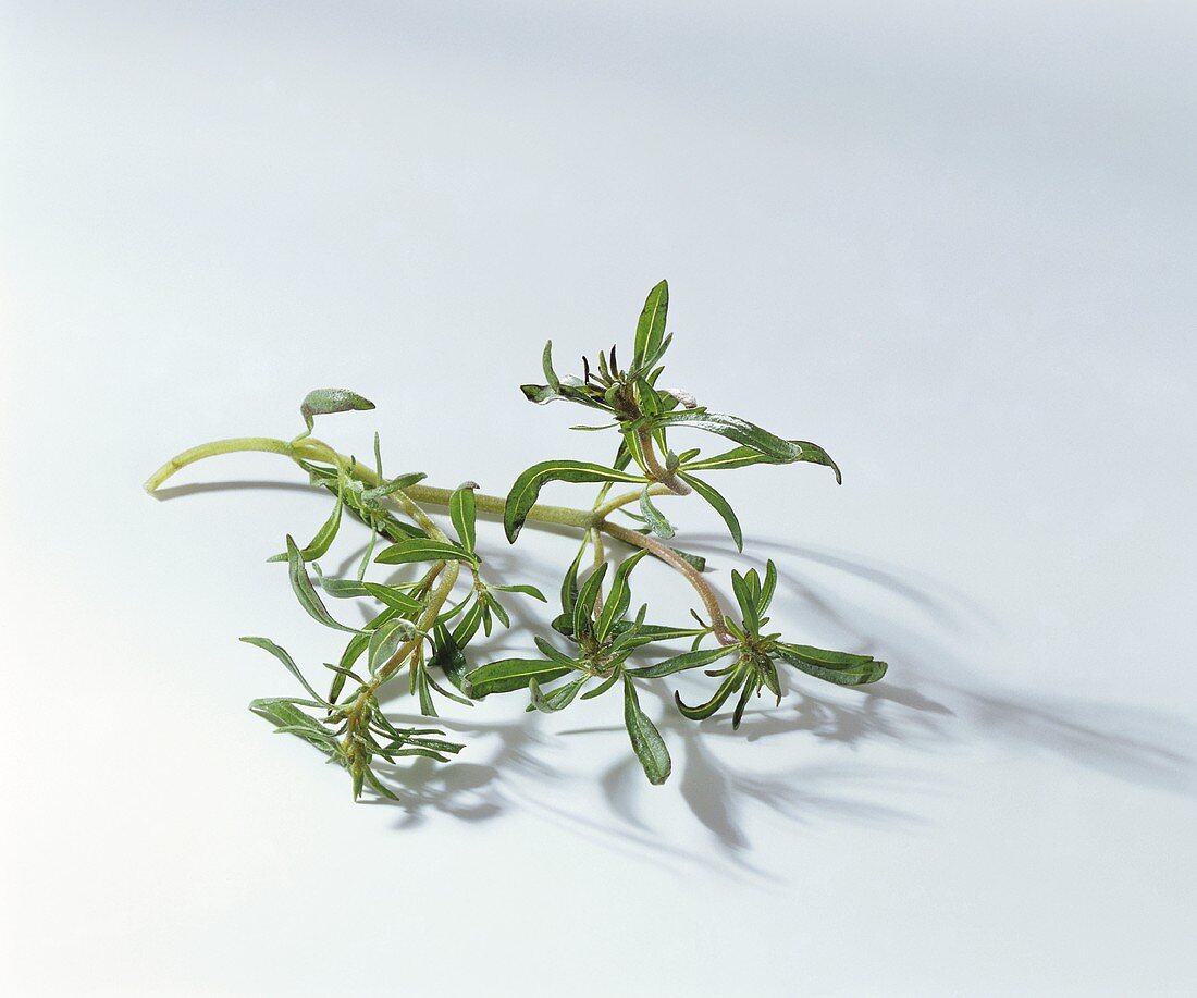Two stalks of summer savory