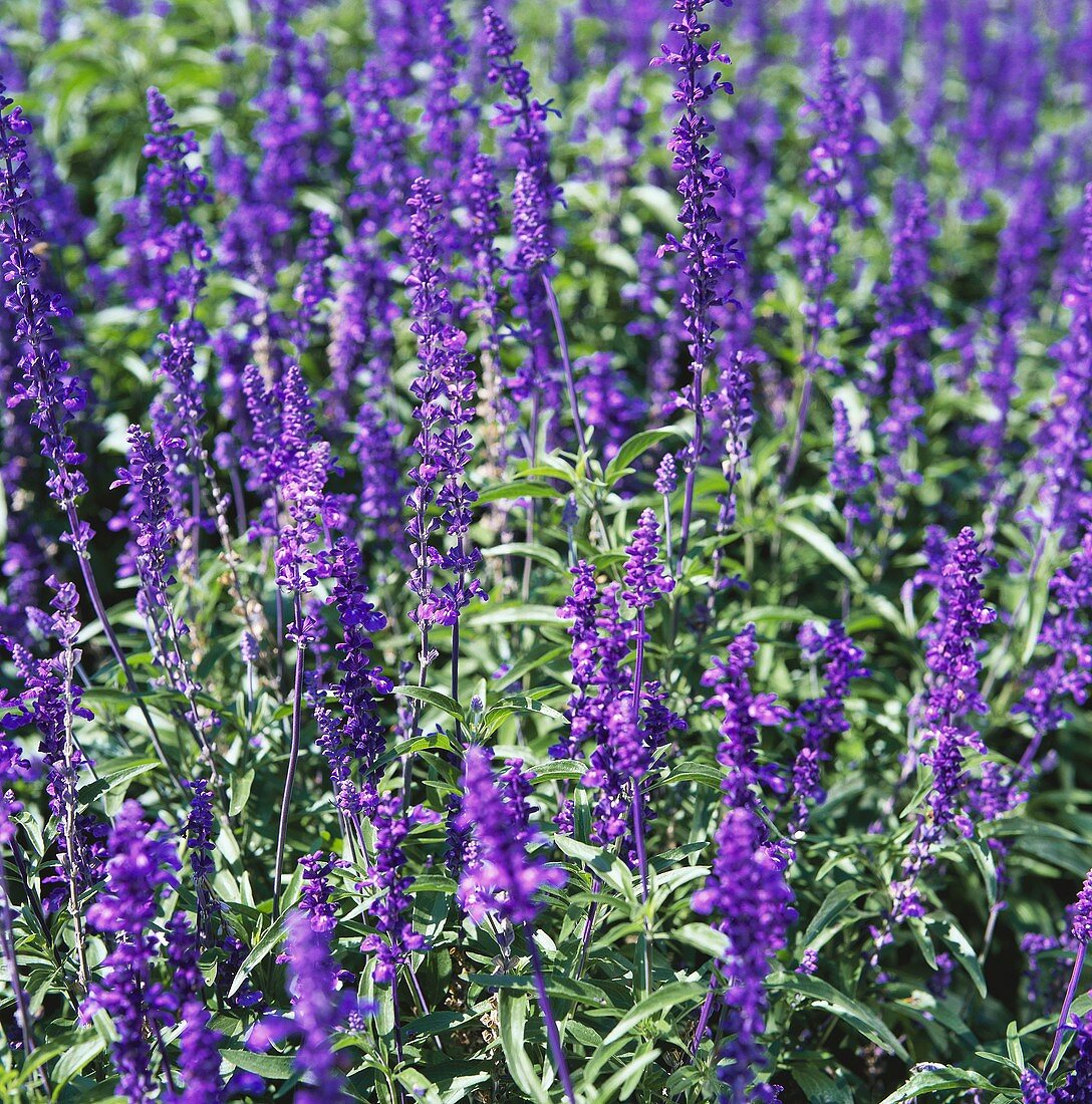 Meadow clary (Salvia pratensis) with flowers