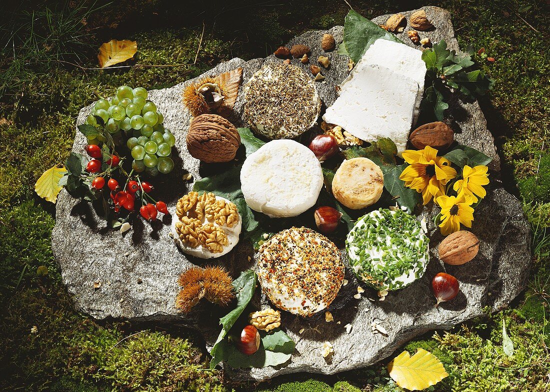 Verschiedene Käsesorten auf Steinplatte im Wald