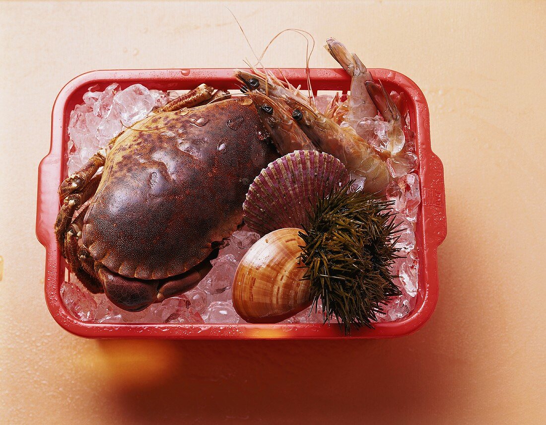 Crustaceans, shellfish & sea urchin in plastic basket with ice