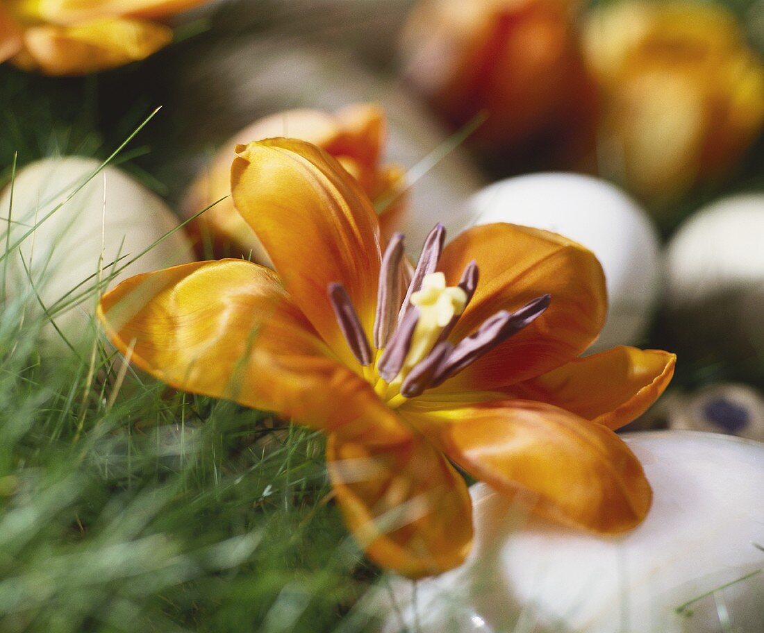 Frühlingsblumen und Ostereier auf Wiese