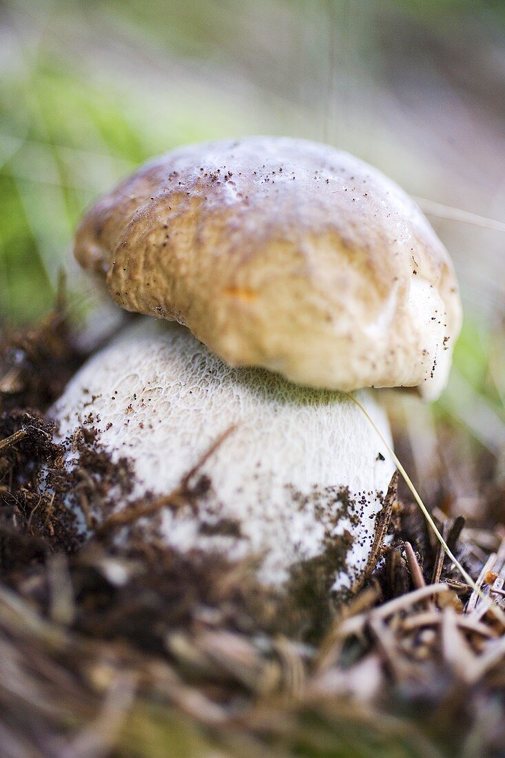 Steinpilz im Wald